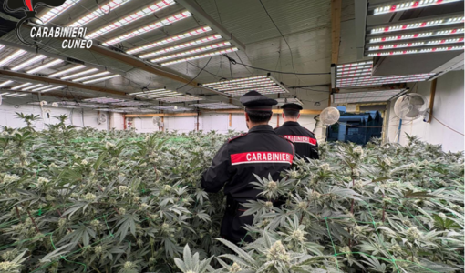 Maxi operazione antidroga "Oro verde" nel Cuneese e nel Torinese: otto arresti e sequestri per mezzo milione Maxi operazione antidroga "Oro verde" nel Cuneese e nel Torinese: otto arresti e sequestri per mezzo milione
