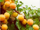 Alle origini della nostra tavola: la cooperativa frutticola Albifrutta