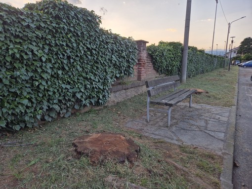 “Sono malate”, via le piante davanti al cimitero di Cavour