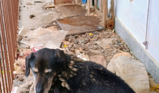 Animali tenuti in condizioni incompatibili: blitz della Polizia Locale