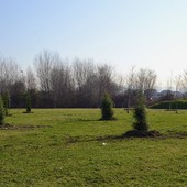 Una Grugliasco più verde: quasi 300 gli alberi piantumati a marzo
