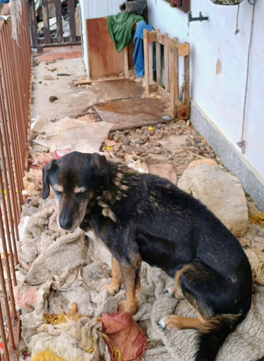 Animali tenuti in condizioni incompatibili: blitz della Polizia Locale