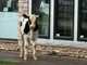 &quot;Cliente&quot; inatteso alle Gru: un vitello scappato da una cascina crea il panico a Grugliasco