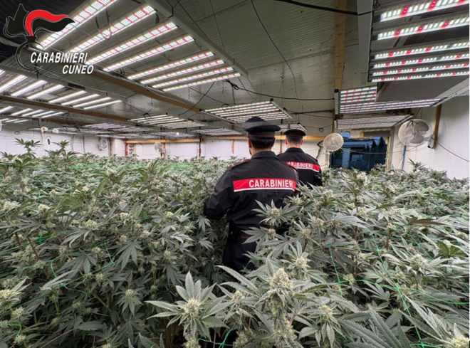 Maxi operazione antidroga "Oro verde" nel Cuneese e nel Torinese