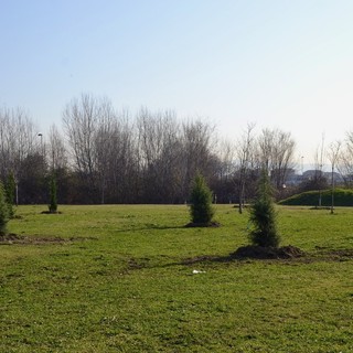 Una Grugliasco più verde: quasi 300 gli alberi piantumati a marzo