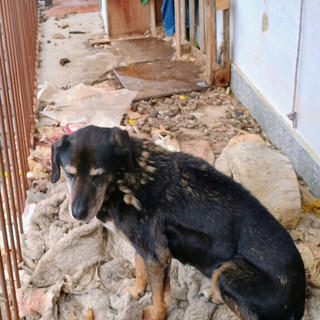 Animali tenuti in condizioni incompatibili: blitz della Polizia Locale