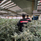 Maxi operazione antidroga "Oro verde" nel Cuneese e nel Torinese Maxi operazione antidroga "Oro verde" nel Cuneese e nel Torinese