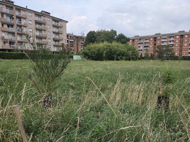Il Bosco urbano partecipato di Pinerolo ora diventa un’eredità Il Bosco urbano partecipato di Pinerolo ora diventa un’eredità