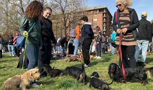 Torino invasa dai bassotti: oltre 1000 partecipanti per una Sausage Walk Italia da record Torino invasa dai bassotti: oltre 1000 partecipanti per una Sausage Walk Italia da record