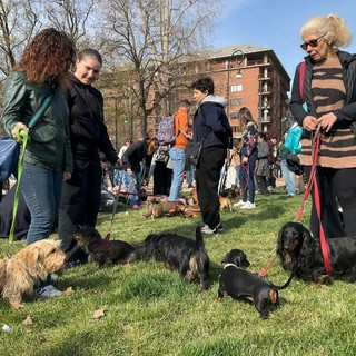 Torino invasa dai bassotti: oltre 1000 partecipanti per una Sausage Walk Italia da record