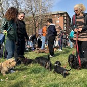 Torino invasa dai bassotti: oltre 1000 partecipanti per una Sausage Walk Italia da record