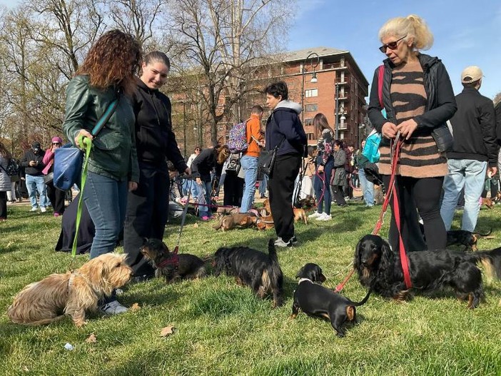 Torino invasa dai bassotti: oltre 1000 partecipanti per una Sausage Walk Italia da record Torino invasa dai bassotti: oltre 1000 partecipanti per una Sausage Walk Italia da record