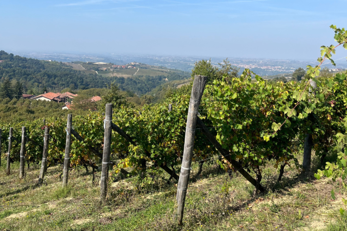 Vendemmia 2025: qualità in crescita tra DOC e DOCG piemontesi Vendemmia 2025: qualità in crescita tra DOC e DOCG piemontesi