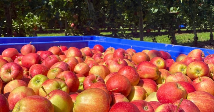 Mela Rossa di Cuneo IGP: territorio e cooperazione dietro un’eccellenza piemontese Mela Rossa di Cuneo IGP: territorio e cooperazione dietro un’eccellenza piemontese