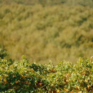Filiera corta in Piemonte: cooperazione, filiere e un territorio da raccontare Filiera corta in Piemonte: cooperazione, filiere e un territorio da raccontare