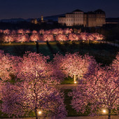Lo spettacolo dei ciliegi in fiore alla Reggia di Venaria