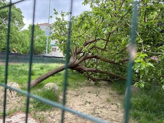 Il crollo dell'albero nell'area cani