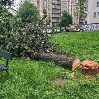 Per riparare al danno la ditta ha messo a dimora 27 nuovi esemplari