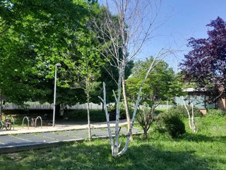 Gli alberelli del giardino Grosa Gli alberelli del giardino Grosa