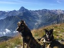Argo e Fiamma, uccisi da un cacciatore lo scoro dicembre