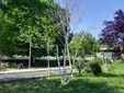 Gli alberelli del giardino Grosa