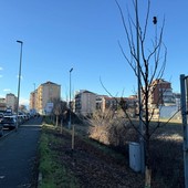 I nuovi alberi di via Oxilia