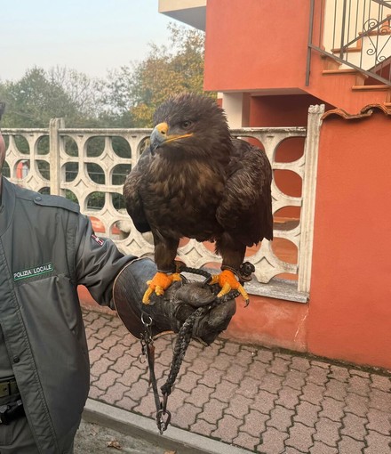 Il rapace ritrovato a Roletto Il rapace ritrovato a Roletto
