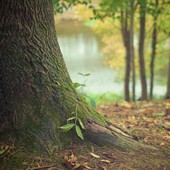 Pinerolo ricorda i suoi gemelli con quattro nuovi alberi