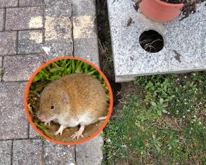 Arvicole al Monumentale, un fenomeno molto diffuso Arvicole al Monumentale, un fenomeno molto diffuso