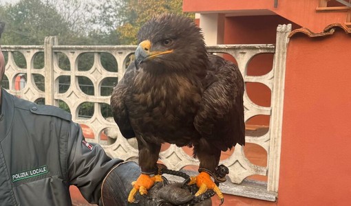 Il rapace ritrovato a Roletto Il rapace ritrovato a Roletto