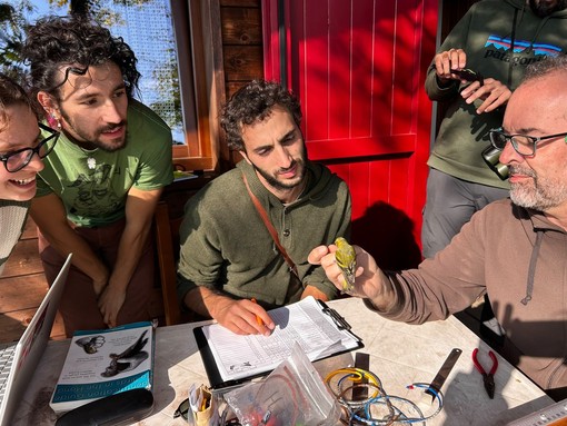 Gli inanellatori sono tornati al Colle Vaccera: oltre 20mila uccelli monitorati Gli inanellatori sono tornati al Colle Vaccera: oltre 20mila uccelli monitorati