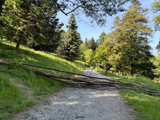 L'albero caduto lungo uno dei sentieri L'albero caduto lungo uno dei sentieri