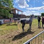 A Carmagnola il concorso per cavalli purosangue arabi