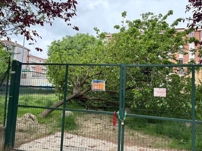 Il crollo dell'albero nell'area cani