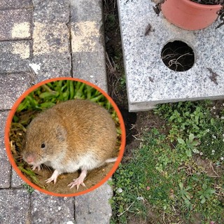 Arvicole al Monumentale, un fenomeno molto diffuso