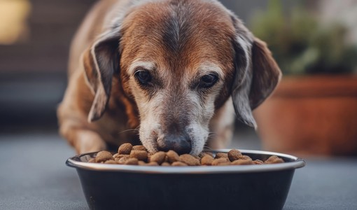 “Aggiungi un nonno a tavola”: torna la campagna per adottare cani e gatti anziani