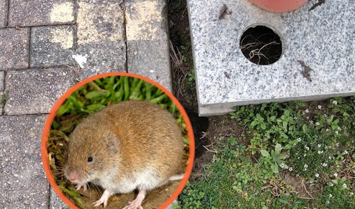 Arvicole al Monumentale, un fenomeno molto diffuso Arvicole al Monumentale, un fenomeno molto diffuso