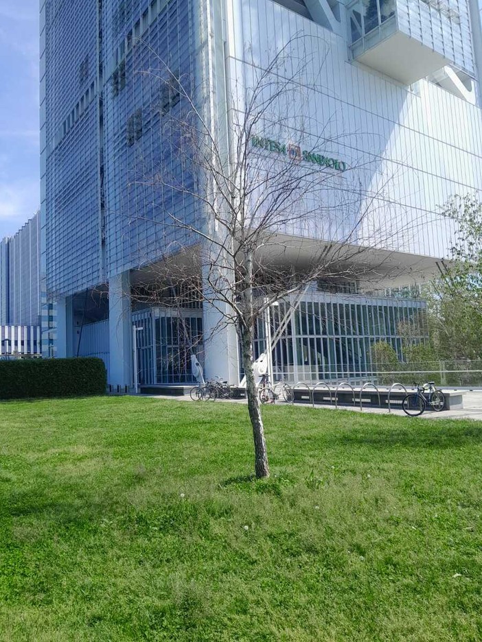 Gli alberelli secchi del giardino Grosa