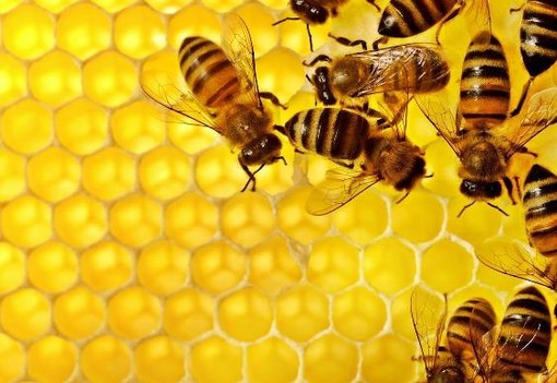 La nutrizione artificiale delle api