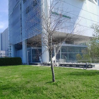 Gli alberelli secchi del giardino Grosa