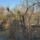 Area abbandonata davanti al parco Le Vele: “Da 3 anni chiediamo interventi”