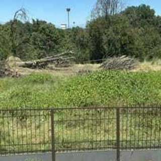 L'albero caduto