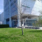 Gli alberelli secchi del giardino Grosa