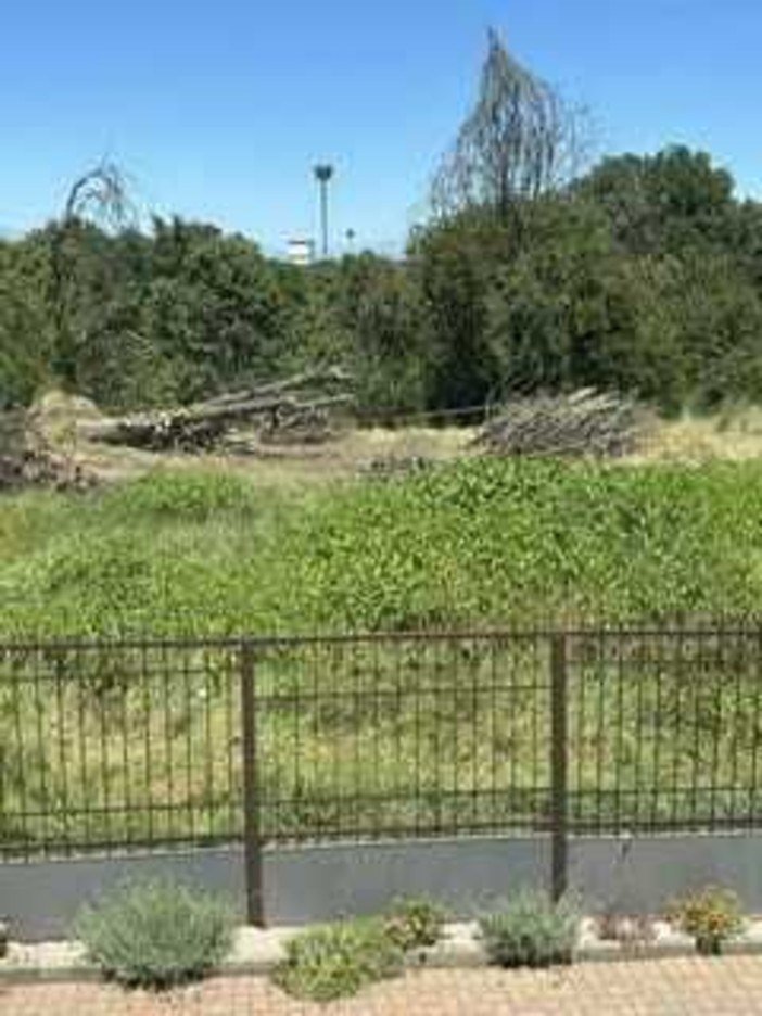 L'albero caduto L'albero caduto