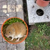 Arvicole al Monumentale, un fenomeno molto diffuso