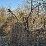 Area abbandonata davanti al parco Le Vele: “Da 3 anni chiediamo interventi”