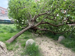 Il crollo dell'albero nell'area cani