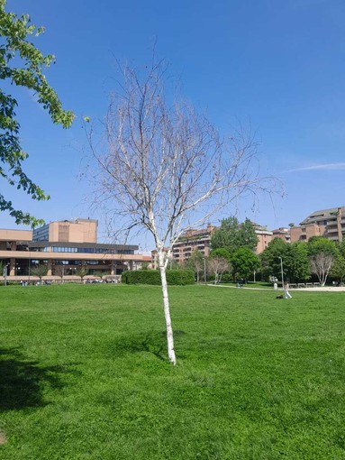 Gli alberelli del giardino Grosa