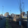 I nuovi alberi di via Oxilia