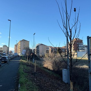 I nuovi alberi di via Oxilia